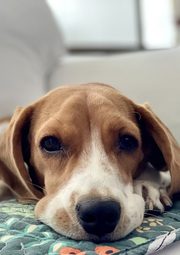 La foto de partida: un beagle en el sofá