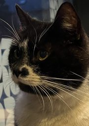 La foto de partida: un gato